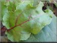 beet plant vegetable