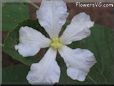 gourd blossom flower