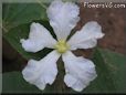  gourd blossom flower