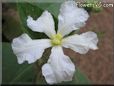  gourd blossom flower