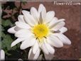 white shasta daisy flower photo
