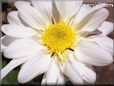 white shasta daisy flower picture