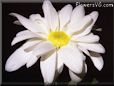 white shasta daisy flower picture