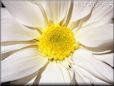 white shasta daisy flower picture