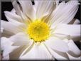 white shasta daisy flower picture