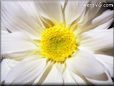 white shasta daisy flower picture