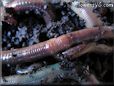 giant earthworm