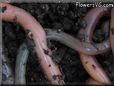 garden worm picture