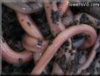 garden worms picture