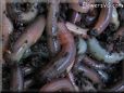 earthworm picture