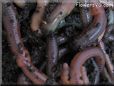 earthworms picture