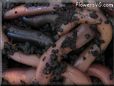 group of worms picture