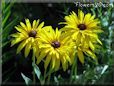 yellow coneflower