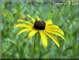 yellow daisy flower picture