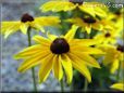 coneflower flower pictures