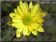 yellow daisy flower