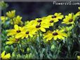 coneflower daisy flower picture