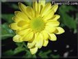 yellow daisy flower pictures