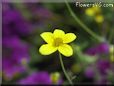 yellow daisy flower picture