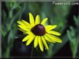 yellow daisy flower picture