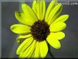 yellow daisy flower picture