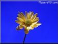 yellow daisy flower picture