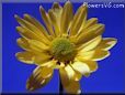 yellow daisy flower picture