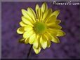 yellow daisy flower picture