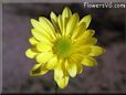 yellow daisy flower picture