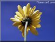 yellow daisy flower picture