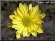 yellow daisy flower picture