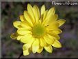 yellow daisy flower picture