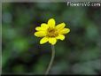 yellow daisy flower picture