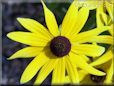 yellow daisy coneflower flower picture