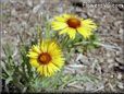 yellow daisy flower picture