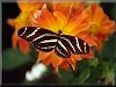 Zebra Heliconia butterfly picture