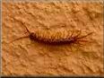 small centipede pictures