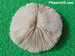 white coral picture