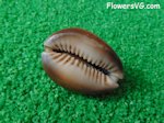 brown cowrie sea shell picture