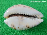 white cowrie sea shell picture