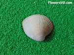 white cup sea shell picture