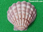 maroon lion's paw sea shell picture