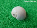 white snail sea shell picture