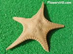 tan starfish picture