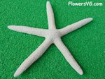 medium white starfish picture