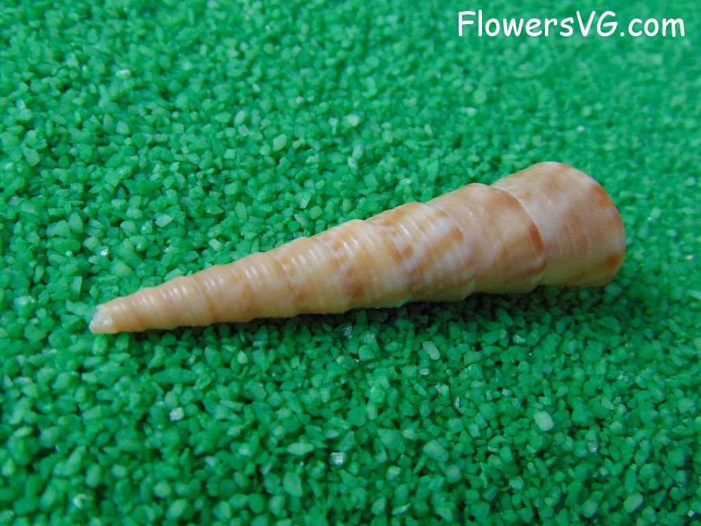 tan auger sea shell picture