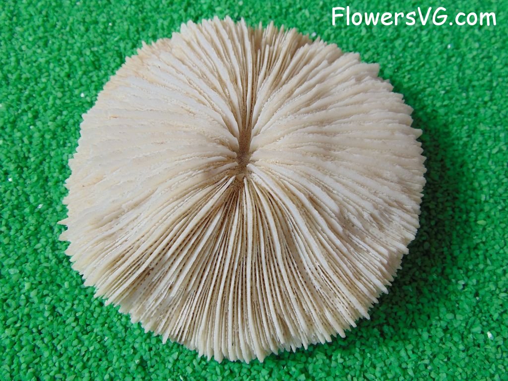 white coral beach picture