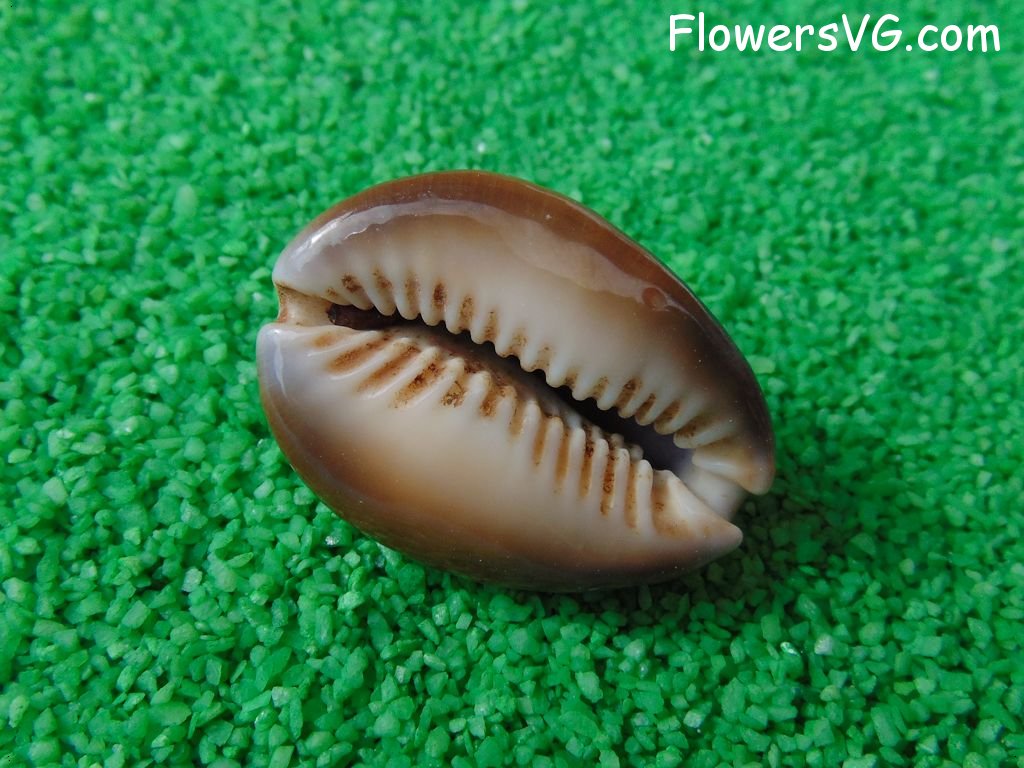 brown cowrie seashell picture