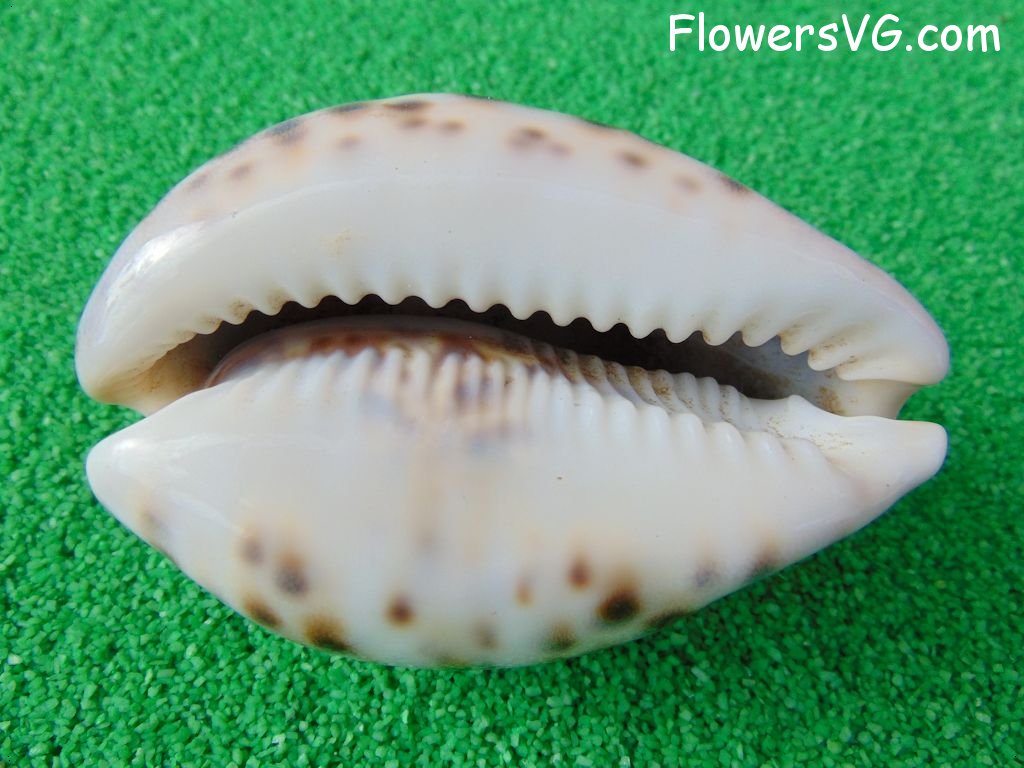 large white cowrie seashell picture