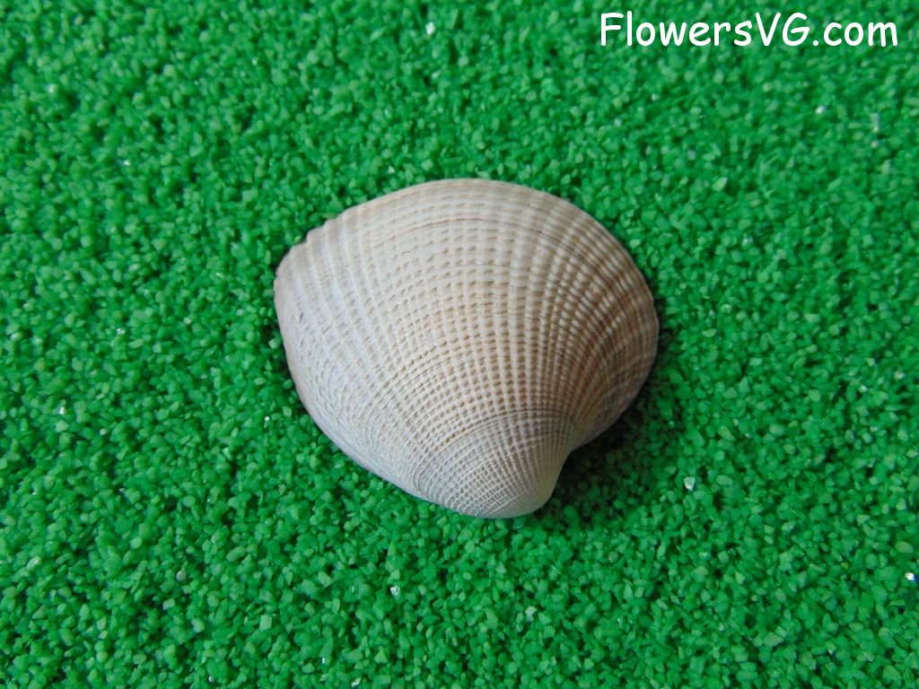 white cup seashell picture